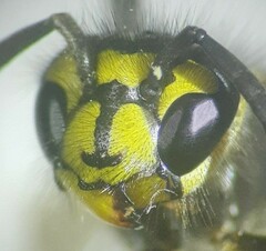Vespula maculifrons