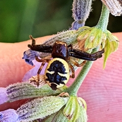 Synema globosum