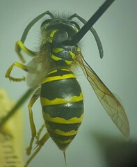 Vespula maculifrons