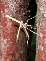 Emmelina monodactyla