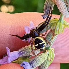 Synema globosum