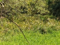 Hedychium coronarium