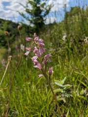Dactylorhiza iberica
