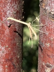 Emmelina monodactyla