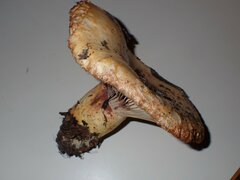 Lactarius repraesentaneus