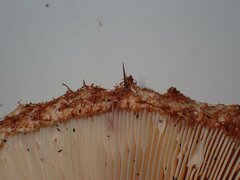 Lactarius repraesentaneus