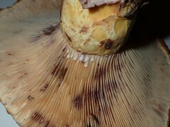 Lactarius repraesentaneus