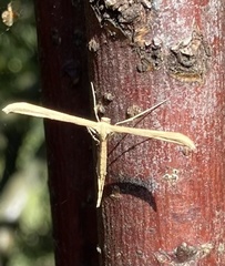 Emmelina monodactyla