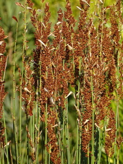 Elegia tectorum