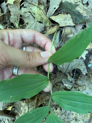 Maianthemum racemosum