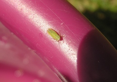 Diplocolenus evansi