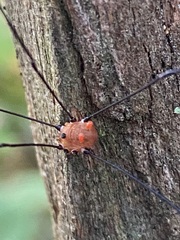 Leiobunum aldrichi