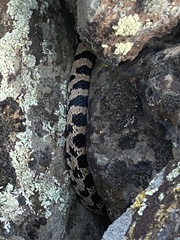 Pituophis catenifer
