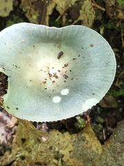 Russula crustosa