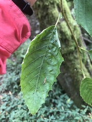 Betulaceae