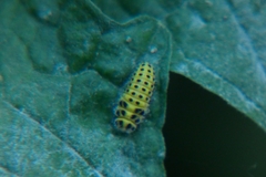 Psyllobora vigintiduopunctata