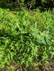 Euphorbia davidii