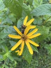 Helianthus strumosus