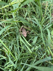 Lithobates palustris