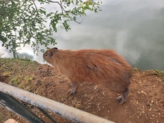 Hydrochoerus hydrochaeris