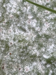 Erysiphaceae