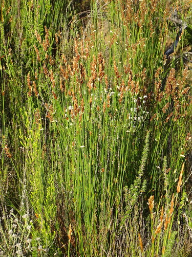 Image of Elegia equisetacea by (c) Shaun Swanepoel, some rights reserved (CC BY)