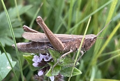 Chorthippus dorsatus