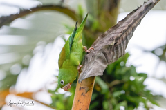 Brotogeris jugularis