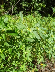 Euphorbia davidii