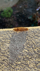 Acronicta rumicis