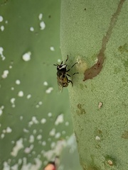 Copestylum marginatum