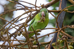 Brotogeris jugularis