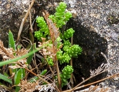 Sedum acre