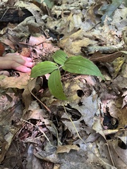 Maianthemum racemosum
