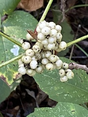 Toxicodendron rydbergii