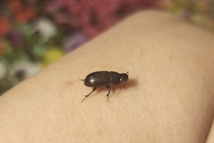 Acrossus rufipes