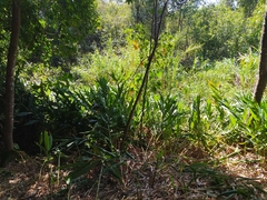Hedychium coronarium