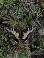 Papilio zelicaon