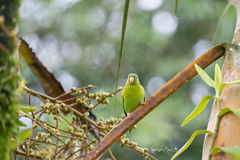 Brotogeris jugularis