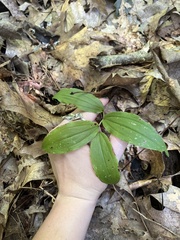 Maianthemum racemosum