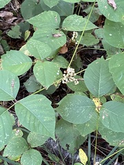 Toxicodendron rydbergii