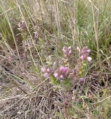 Odontites vernus