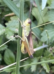 Pseudochorthippus montanus