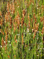 Elegia tectorum