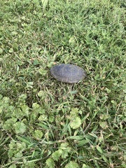 Sternotherus odoratus