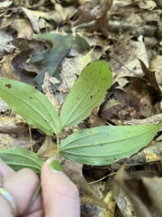 Maianthemum racemosum