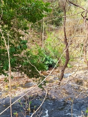 Hedychium coronarium