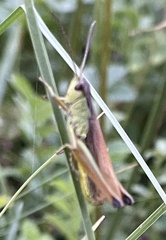 Pseudochorthippus montanus