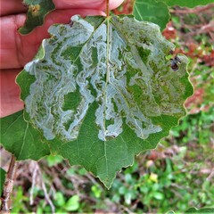 Phyllocnistis labyrinthella
