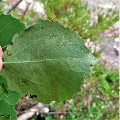Phyllocnistis labyrinthella